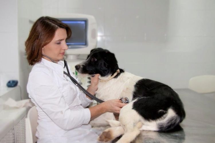 ccb149a776eb33c274efee23ba2f135e Спондильоз у собаки: симптоми і лікування | причини, як вилікувати