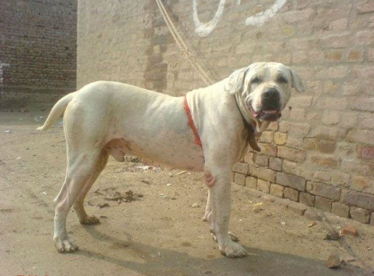 cd5556883498887a20d08a6e3b55f1bd Гуль донг (Пакистанський бульдог): опис породи собак з фото і відео
