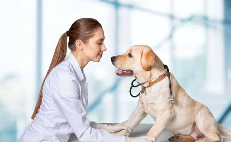 ce050c9eb6af442838bb64a0b1011fb8 Блювання з кровю у собаки: що робити якщо собаку криваво рве, причина, лікування