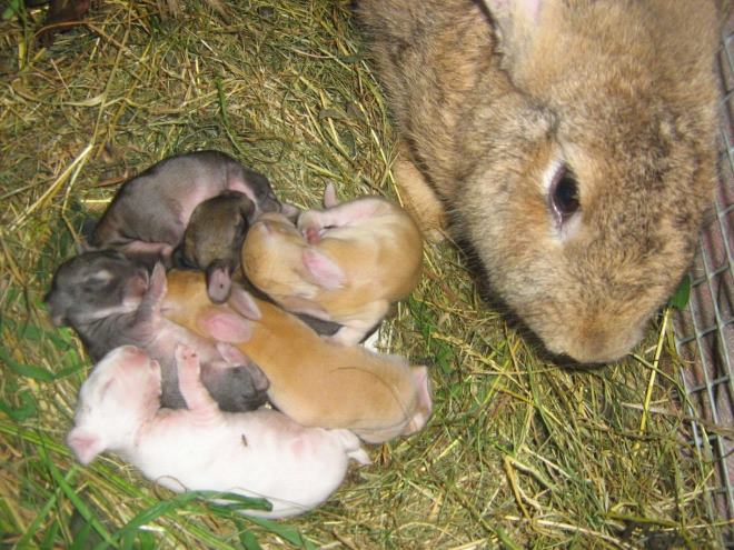 chem krolik otlichaetsya ot zajjca: povedenie, pitanie, vneshnost2 Чим кролик відрізняється від зайця: поведінка, харчування, зовнішність