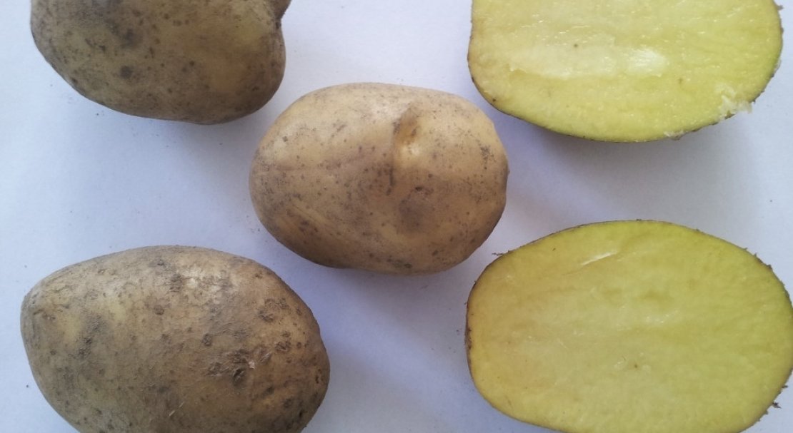 d19b928da8dde43e76828234bc436c79 Картопля Бриз: опис та характеристика сорту, смакові якості і врожайність, вирощування і догляд, фото