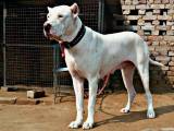 d32761eb4f9919cb081059065ed7b87c Буллі кутта (Пакистанський мастиф): опис породи собак з фото і відео