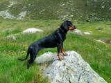 d71797de48f11667d49516331784b28a Австрійська гонча (брандлбракк): опис породи собак з фото і відео