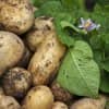 d869594a104b7215d4019f2bab9f9686 Сорт картоплі Вега: характеристика і опис, вирощування і урожайність, методи збору і зберігання, фото