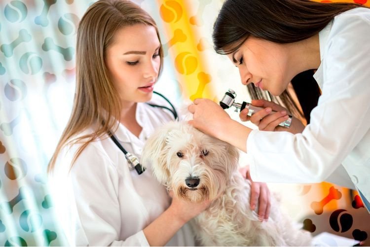 d97384eb0115b7eefd0748d6d05d54fc Піодермія у собак: симптоми і лікування | межпальцевая, фото, як лікувати в домашніх умовах
