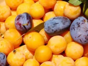 d9d6a63442df2800d3c96ae0dc634093 Зливу: опис та характеристика, ягода або фрукт, тип плоду, до якого сімейства відноситься, фото
