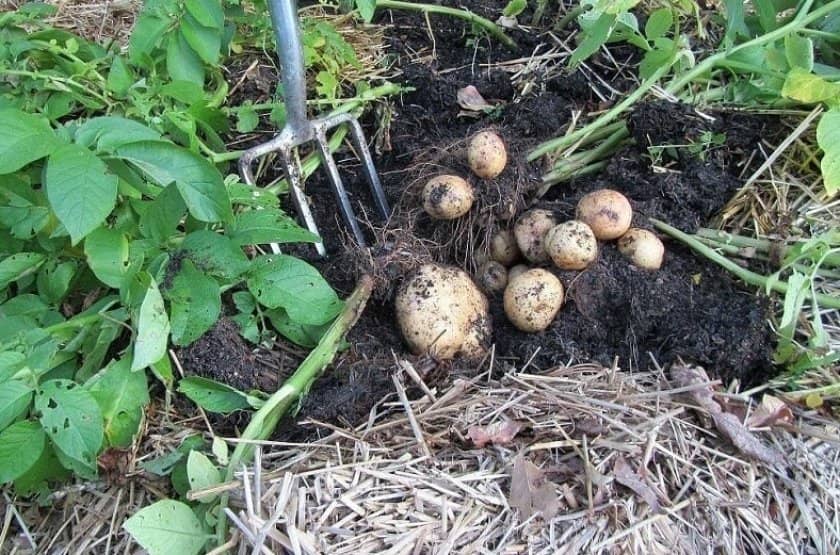 dd87390c164950ac140ea56f163c48a3 Посадка картоплі під солому: особливості вирощування і способи посадки, відео