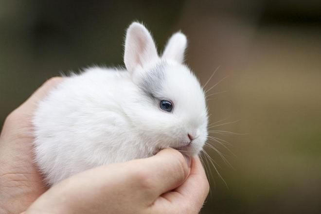 Вік кроликів за умовами утримання