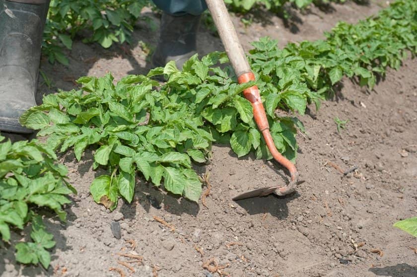 df12a981047f13e18e99b345423c5f91 Підгортання картоплі: для чого потрібно і чому сприяє підвищенню врожайності, скільки разів і як правильно підгортати, відео