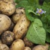 df4a13c3e4459ba1929f32f34598c117 Картопля Уладар: опис та характеристика, врожайності, смакові якості та його зберігання, фото