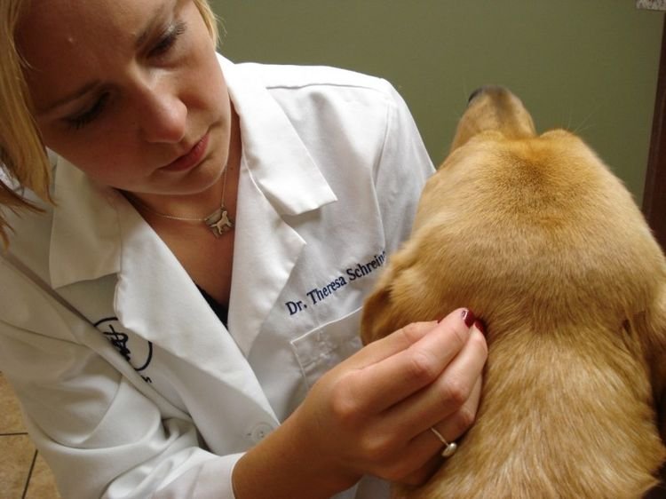 e3f89545a8c22cb074dcf14ef65ddc62 Грибок у собаки: симптоми і лікування | на лапах, фото, ніж лікувати