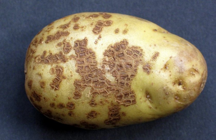 e5ef36e5b9bb6f343e8f568bfa5b9cb7 Картопля Бриз: опис та характеристика сорту, смакові якості і врожайність, вирощування і догляд, фото