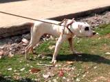 e70fdb9fae287958eb1195da6d63574c Гуль донг (Пакистанський бульдог): опис породи собак з фото і відео
