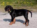 eb616350c3c5a251086e8342cd127862 Австрійська гонча (брандлбракк): опис породи собак з фото і відео