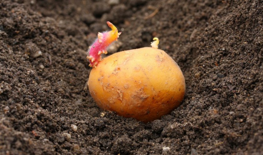 f0048cb6cedd571958c2def4bddb086c Картопля Ривєра: опис та характеристика сорту, смакові якості, особливості вирощування, фото