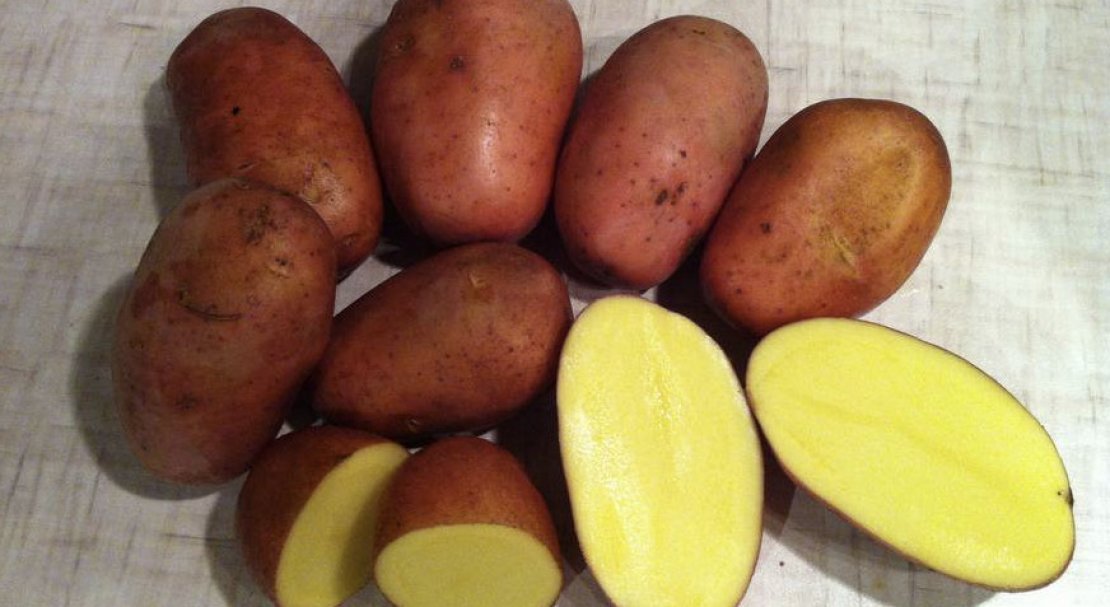 Сорта картофеля родриго фото и описание