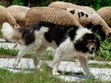 f941856e1a4602b3758b63e5aac9f809 Болгарська вівчарка (Каракачанская собака): Опис породи з фото і відео