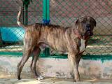 fab81a4124377b506d80ea55b7d32106 Буллі кутта (Пакистанський мастиф): опис породи собак з фото і відео