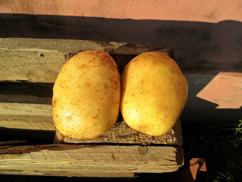 ffe5f88bb74c03e04aae83349eaa7a2e Картопля Уладар: опис та характеристика, врожайності, смакові якості та його зберігання, фото