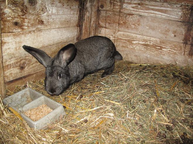 mozhno davat krolikam pshenicu ili net   pravilnoe kormlenie Можна давати кроликам пшеницю чи ні   правильне годування