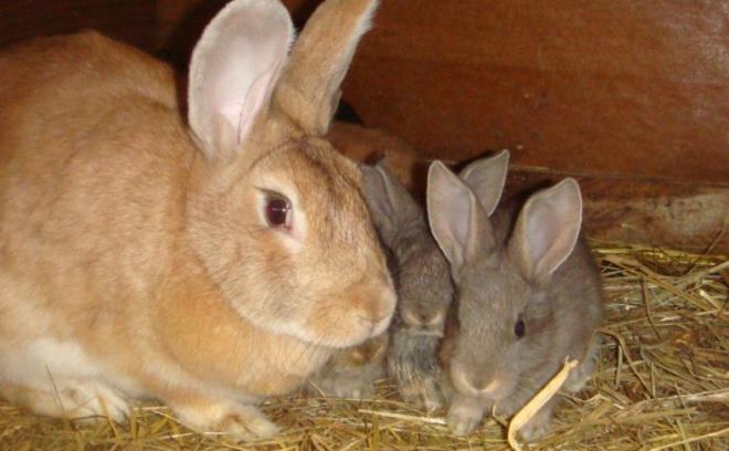 mozhno davat krolikam pshenicu ili net   pravilnoe kormlenie2 Можна давати кроликам пшеницю чи ні   правильне годування