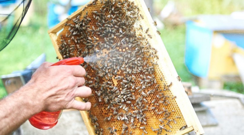 Причини відльоту бджіл восени
