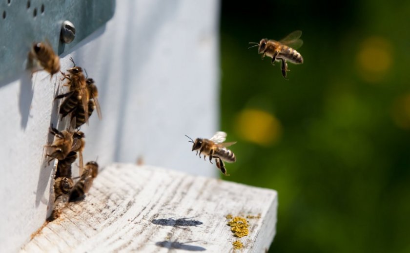 Чому бджоли відлітають восени?
