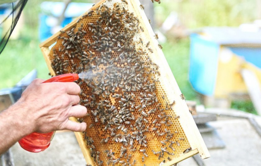timol dlya pchjol: chto ehto takoe, obrabotka, instrukciya po primeneniyu 358 «Тимол» для бджіл: що це таке, обробка, інструкція по застосуванню.