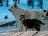 08e14b8d5ea52d394d6c05c1816888a3 Тобет (Казахська вовкодав): опис породи собак з фото і відео
