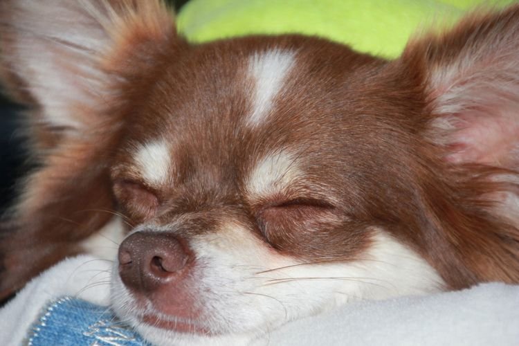 0bc48f78f0918b2dd0c71445ef240f66 Скільки собаки сплять годин на добу: чому багато сплять
