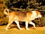 24b08060c9ff4b287a39de0a360b55b4 Тобет (Казахська вовкодав): опис породи собак з фото і відео