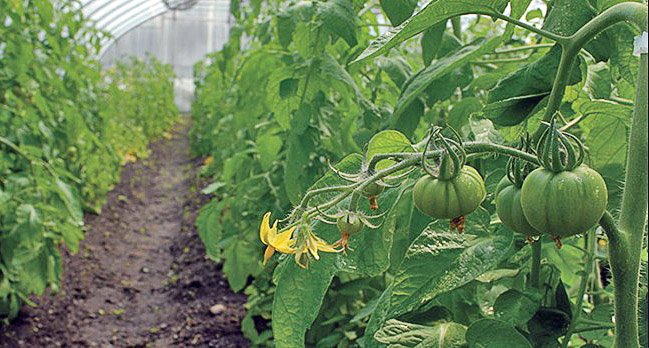 2af052635184059dd325613b49ca76da Як збільшити урожай помідорів в теплиці
