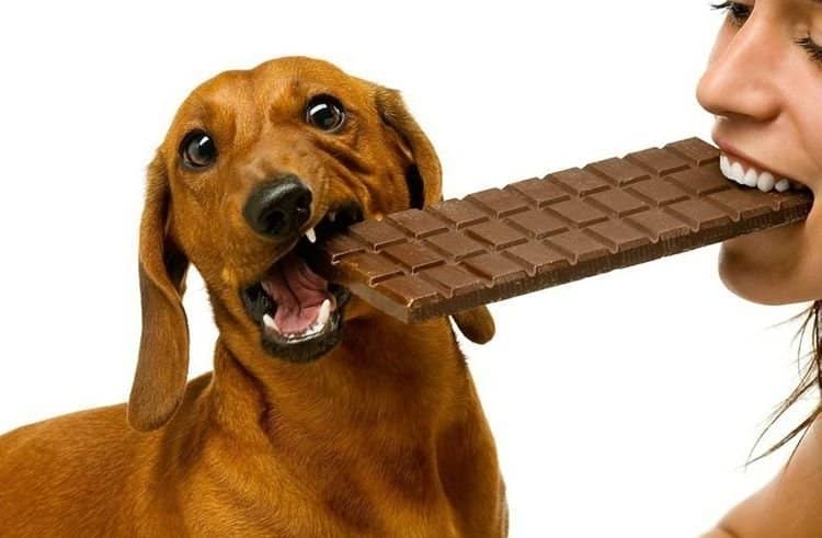  Чому собакам не можна шоколад | чи можна давати