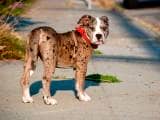 513635db57fd3381cfd3d3c51d39f315 Алапахский бульдог (Отто): опис породи собак з фото і відео
