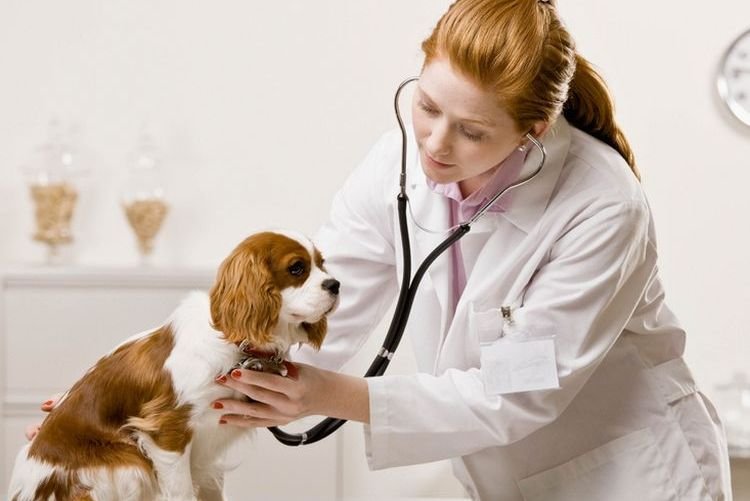 51ddd474b938e8796144da36419118ff Пневмонія у собак: симптоми і лікування | причини, як вилікувати