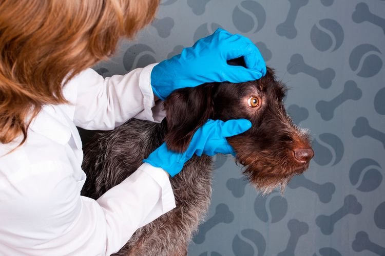 5aa0f68bcce3b04d62e4c4d513433b71 Вірусний папіломатоз у собак: симптоми і лікування | причини, як вилікувати