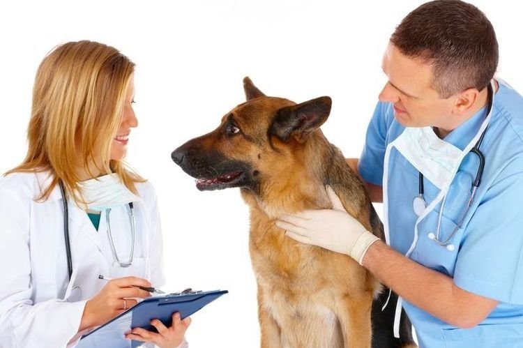 6a46912d28e343d3d41a88b2c79a867a Собака подволакивает задню лапу: причини і лікування | слабкість задніх кінцівок, волочить
