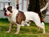 6a902cd26b636fb3364162f304085577 Алапахский бульдог (Отто): опис породи собак з фото і відео