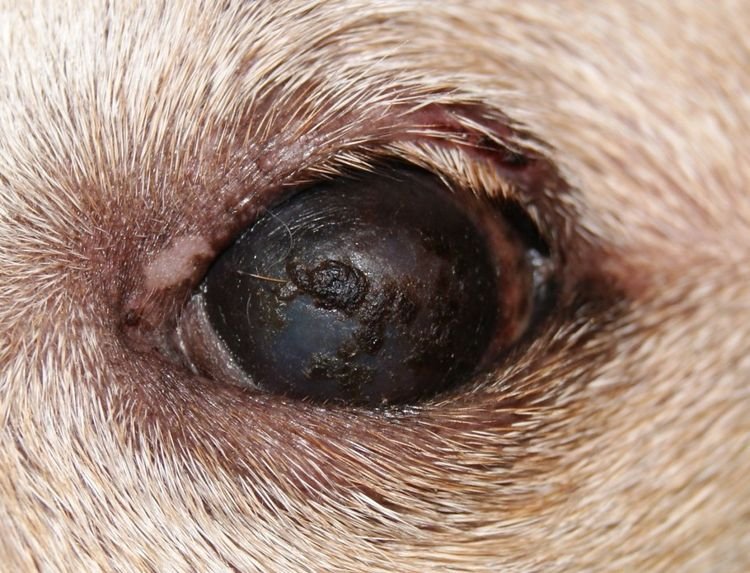7a588005583aa6ae216613ab95f21c4a Синдром сухого ока у собак | симптоми, лікування, причини