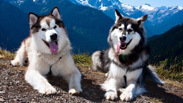 854121016d29cfbd62c9a261b0c740cf Які собаки допомагають рятувати альпіністів: порода, назва
