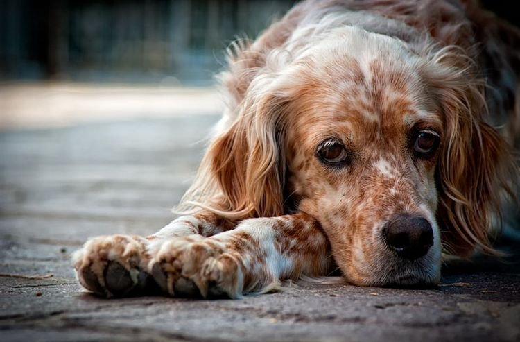 869908cbf2bdbaaab9bf8c2ad23f3b52 Блошиний дерматит у собак: симптоми і лікування, фото