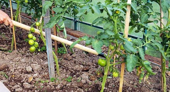 ab6a1d65fcbd90e205f44b15810c56e6 Як збільшити урожай помідорів в теплиці