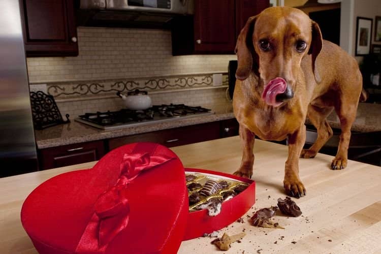  Чому собакам не можна шоколад | чи можна давати