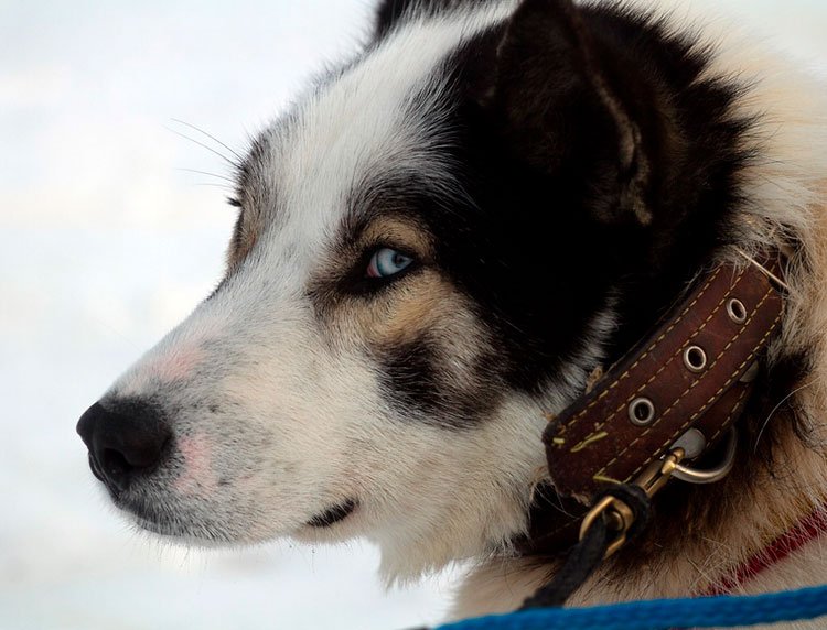 ba12b3a88c6852f10225950251f952aa Камчатська їздова собака: опис породи з фото і відео