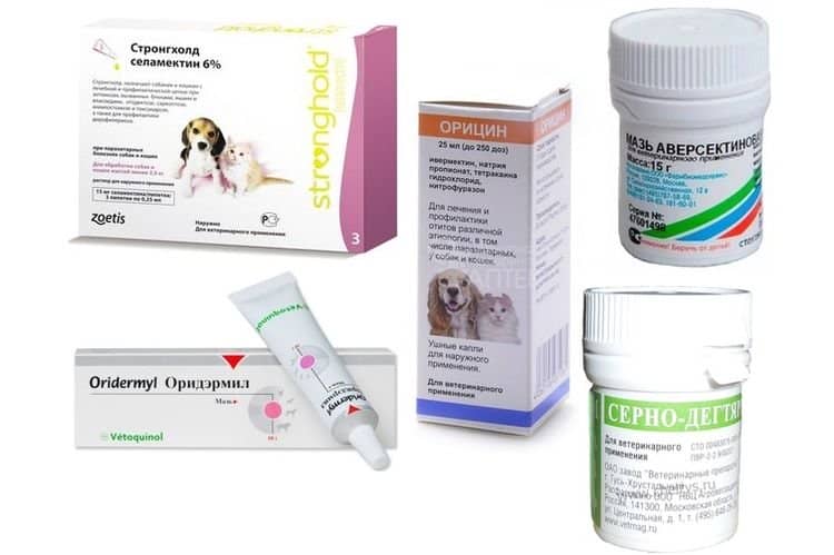 c2e91c88aedc9f52842d9fc0f3b6bafa Отодектоз у собак: симптоми і лікування | фото, препарати