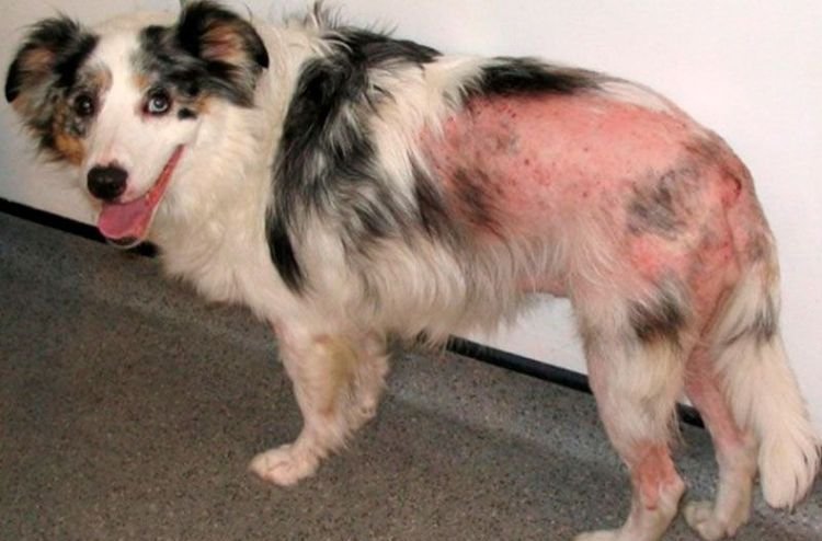c6ab22dc943be3307197521d436bbe87 Блошиний дерматит у собак: симптоми і лікування, фото