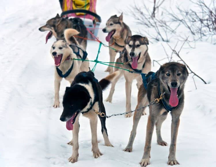 d385b418eb01afdac61a5012559a4243 Камчатська їздова собака: опис породи з фото і відео