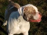 d3d8505d04bb9e62d7c10dd81fee24ac Алапахский бульдог (Отто): опис породи собак з фото і відео