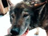 dabe131771f49e18c456f72b27b09d70 Камчатська їздова собака: опис породи з фото і відео