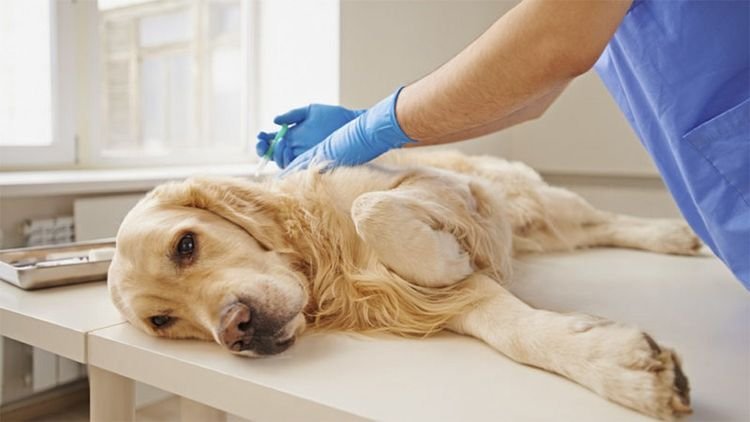 e3160a63e1b67b4dce222be910100a53 Хламідіоз у собак: симптоми і лікування | як вилікувати